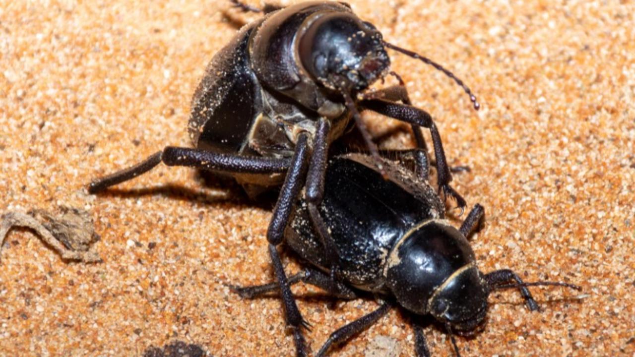 Male darkling beetle gives oral sex to impress female before mating.