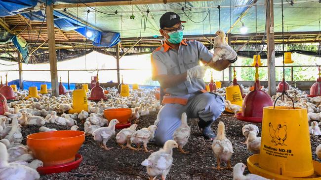 Chicks are examined for signs of bird flu infection at a poultry farm in Darul Imarah in Indonesia's Aceh province in March. Picture: AFP