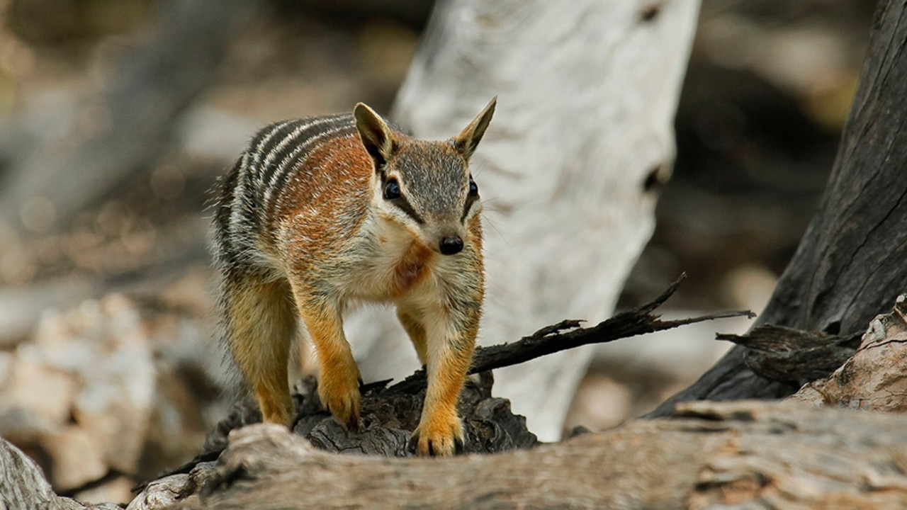 The network of 10 feral predator-free areas will provide ongoing protection from foxes and feral cats, and other feral animal species such as goats and pigs. Pictured is the numbat. Picture: NSW PWS