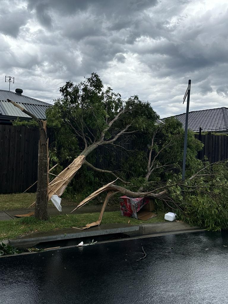 Wild photographs show how the strong winds uprooted large trees. Picture: NSW SES