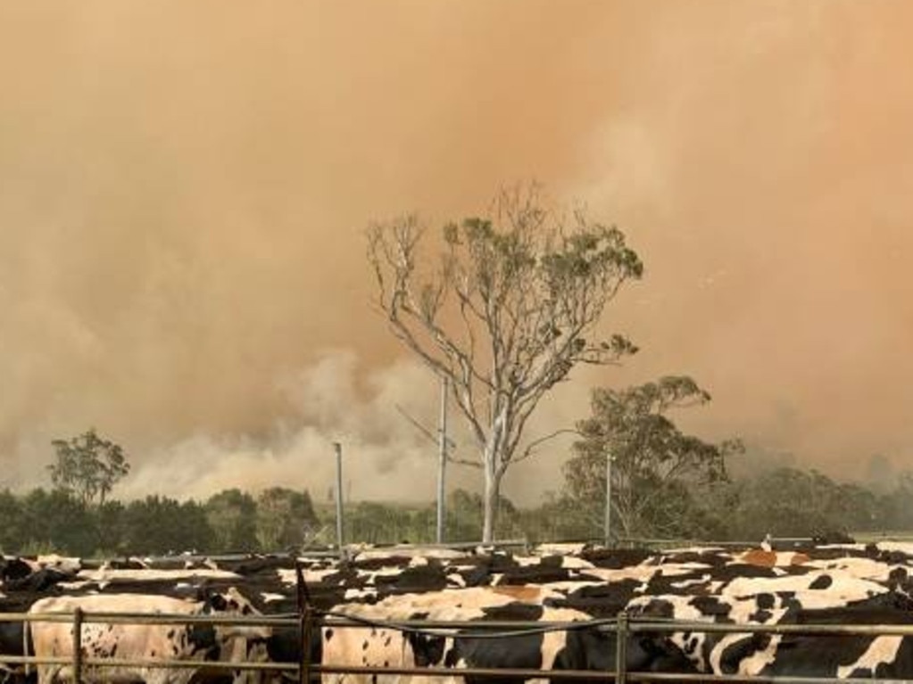 Mr Miller saved his herd of 1000 cows by standing them on concrete under sprinklers until the fire front passed. Picture: Robert Miller