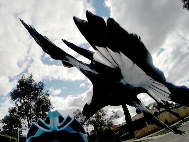 Cyclist Matt Stacey filmed the magpie attack for a bit of fun.