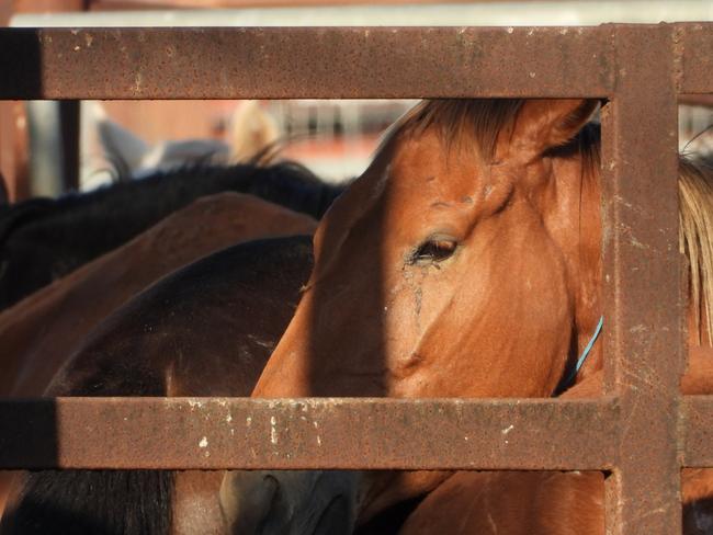 Some of the horses filmed by Animal Liberation Queensland at the Meramist Abattoir in Caboolture on Monday. About 40 activists from Brisbane Animal Save are holding a vigil outside the facility this afternoon. Picture: Animal Liberation Queensland