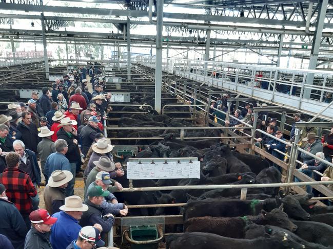 Cattle prices spike at Wangaratta