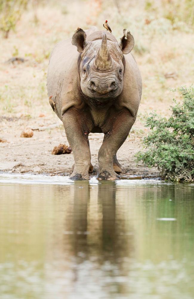 Quick drink ... A black rhino heads to a watering hole. Picture: Robert Irwin