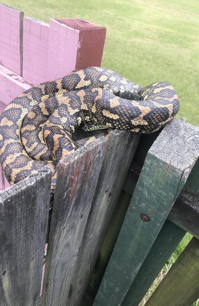 Carpet python at Goodna on October 7. Picture: N &amp; S Snake Catcher/FB