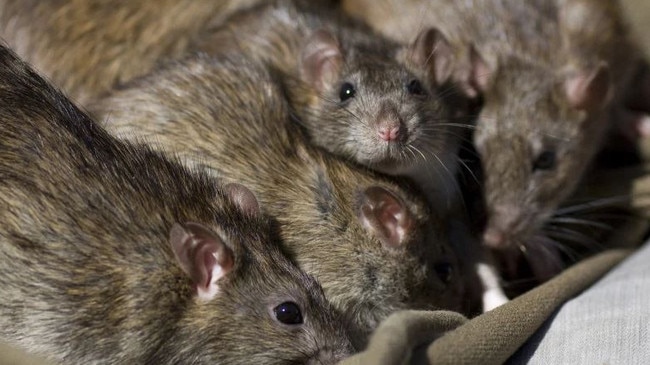 The highly contagious bacterial disease is spread through rat urine.