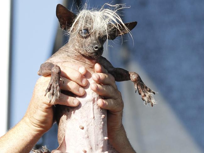 In the running ... SweePee Rambo, a Chihuahua/Chinese Crested mix, is held by her owner during the World's Ugliest Dog Contest in Petaluma, California. Picture: AP