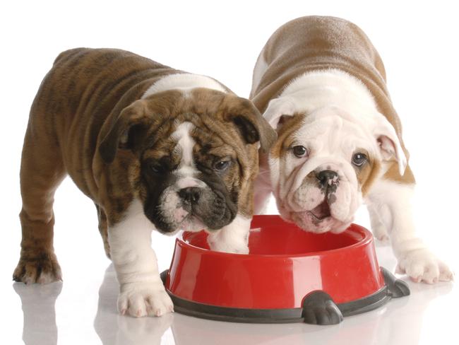 These pooches’ bowl won’t be filled until a human has tested its contents first.