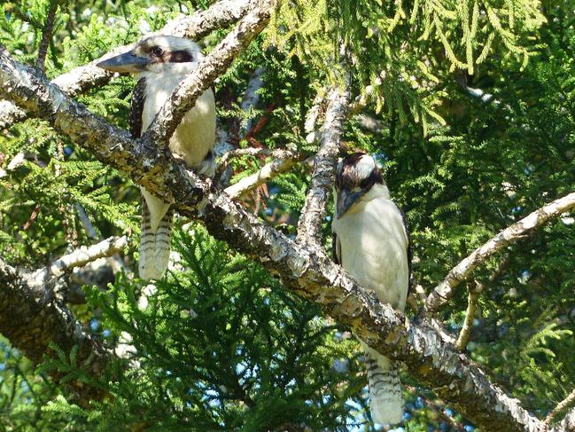 You could spot some feathered friends during the scenic drive to the farm. Supplied by Donna Mroz Turcic of Southport.