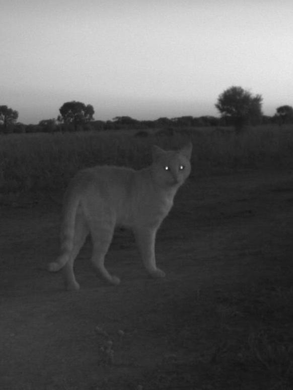 The same cat at the Oolembeyan National Park.