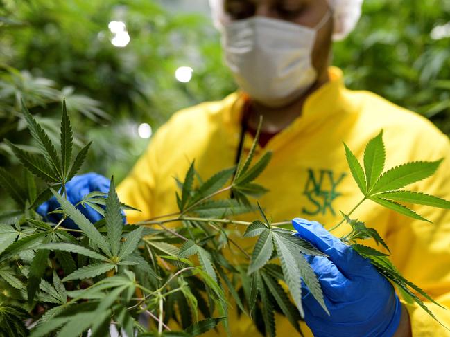 A worker inspects medicinal cannabis plants at a medical cannabis farm near Skopje on February 16, 2021. - The Balkan state is once again eyeing a chance to become a cannabis pioneer in Europe, with the government promising a public debate on legalising marijuana and turning the country into the Amsterdam of the Balkans. (Photo by Robert ATANASOVSKI / AFP)