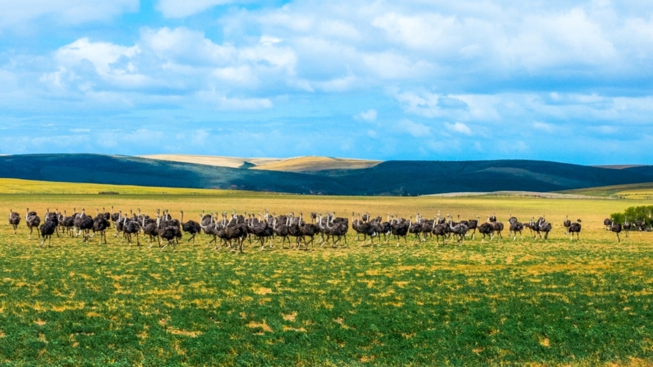 Persecuted South African farmers have lodged applications to flee country
