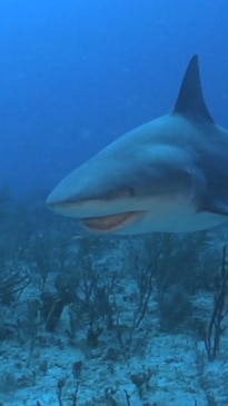 Fears Elizabeth Bay shark attack will spark ‘cluster’ of bites