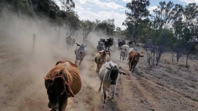 DESPERATE: Dry conditions seen in the Central Highlands but the area has still not been declared officially in drought. Picture: Justin Comiskey