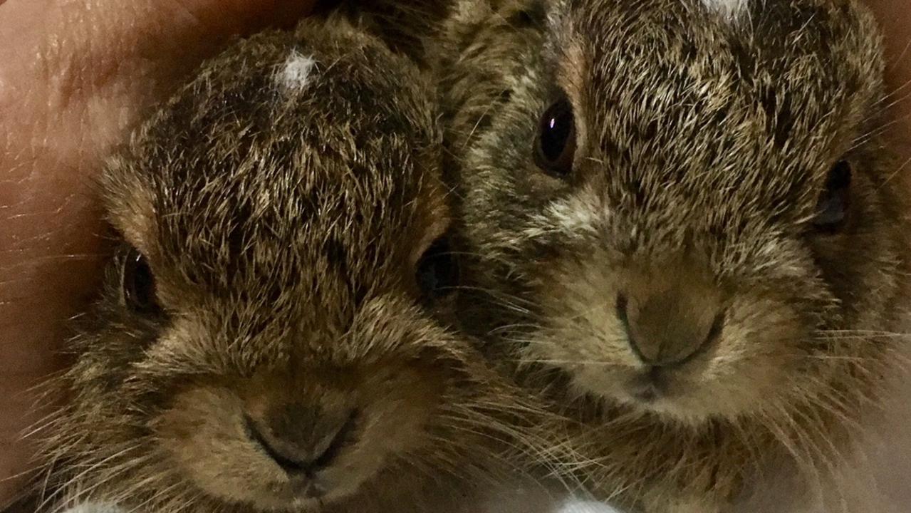 Baby hares fostered by David Kingston on the Gold Coast. They are not a pest and Bio Security Qld said they were allowed to be released back into the wild with local council's permission. Picture: David Kingston