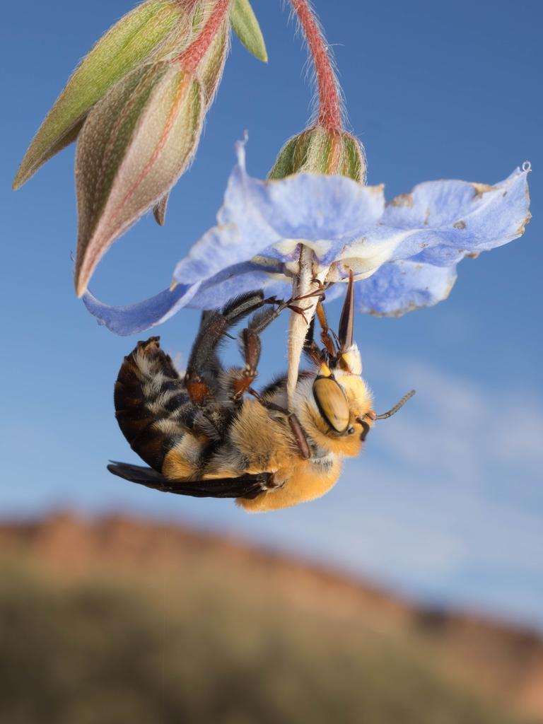 Australian native been the Dawson’s burrowing bee (Amegilla dawsoni) sips nectar from the flower of a native bluebell. Picture: Dan Jones