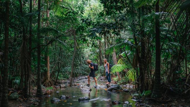 The Daintree rainforest was listed as a World Heritage site in December 1988. Picture: Tourism Tropical North Queensland