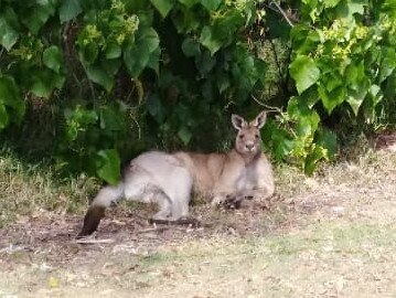 King George the kangaroo was allegedly shot by a police officer after they said he was hit by a car. Picture: Supplied