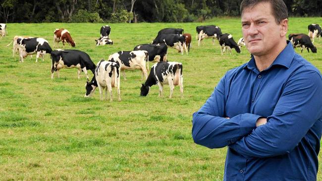 Dairy cows at Cedar Pocket near Gympie.Photo Craig  Warhurst / The Gympie Times. Picture: Craig  Warhurst