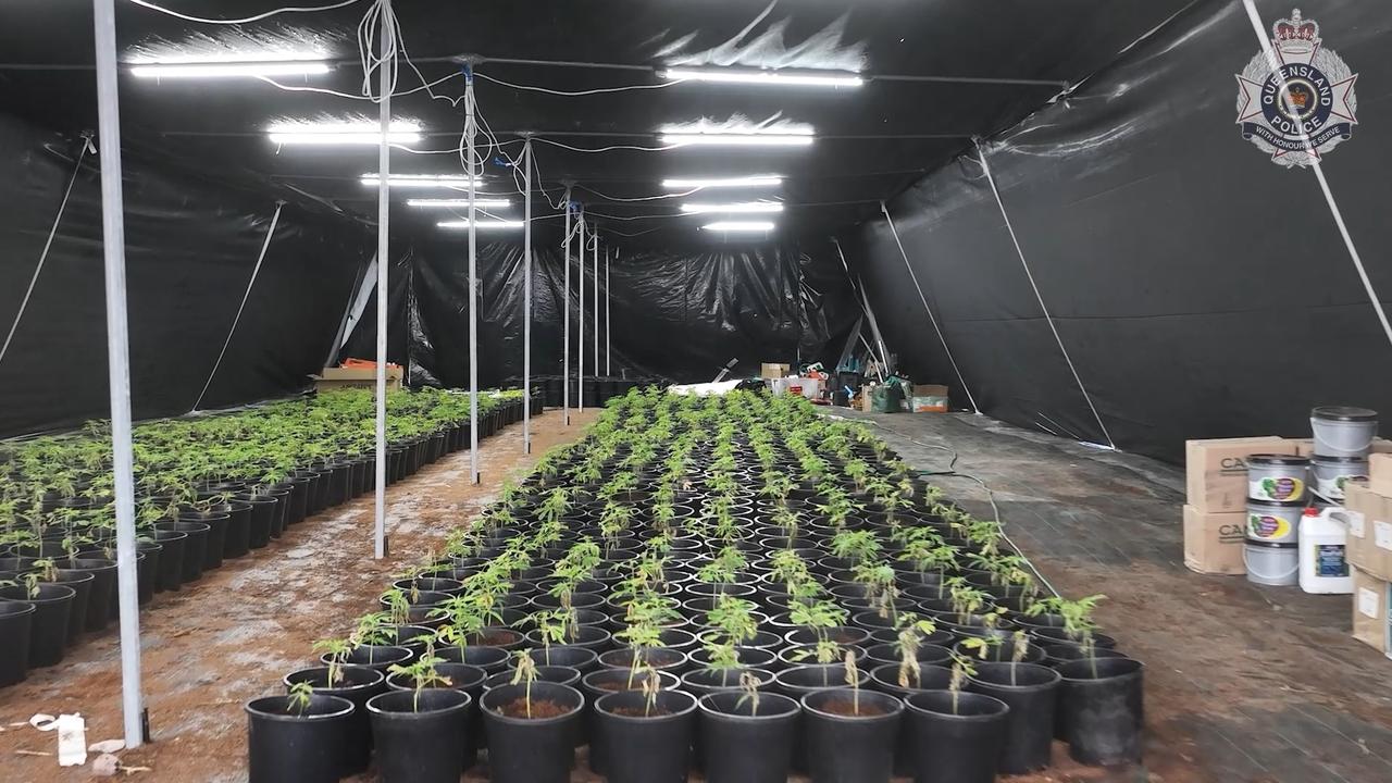 The plants range in size from seedlings to full maturity at the Coonambula property. Picture: Queensland Police