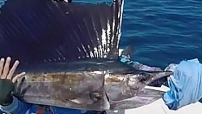 Shaun Bochow with his first sailfish caught on his first attempt off Dundee.