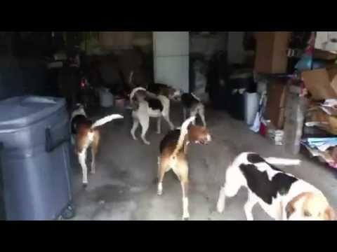 ANIMALS:    Pack of Dogs Invade Garage in Cutest Take Over Ever   May 01