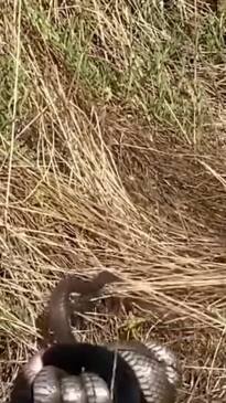 Snake fights for its life at an Adelaide River