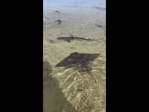 Strange ocean: Sharks and a stingray swimming in shallow water at KI