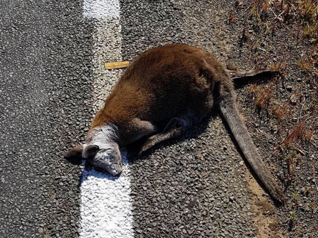 Dead wallaby painted over by ‘lazy’ road workers in Tasmania | news.com ...