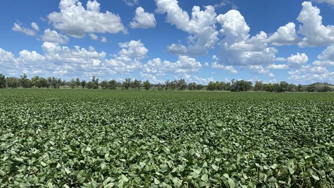 At the Postmans Aggregation, 2168ha are cropped while more than 1300ha are used for grazing pursuits.