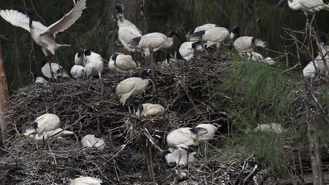 An ibis roost. The Queensland Transport Department is reducing the number of birds at an ibis colony at the Hyperdome in Logan.