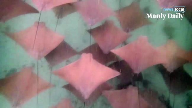 Huge school of rays spotted in rare spectacle