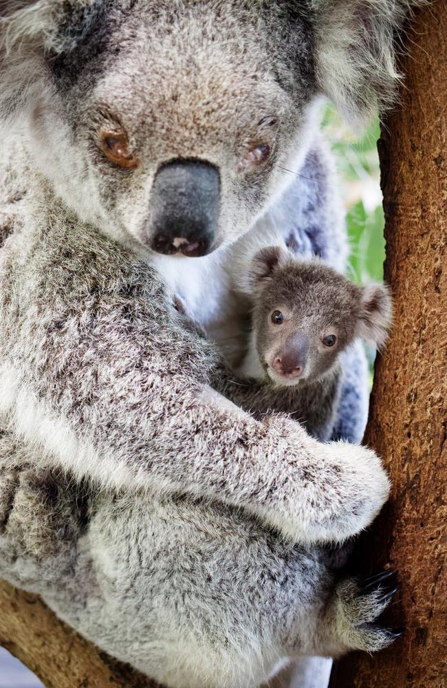 Venus and Cupid at Friend of the Koala Hospital in Lismore, Photo credit Photos: Brad Mustow/Friends of the Koala.