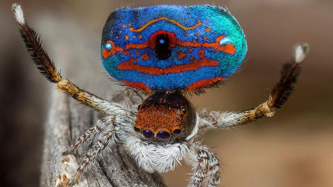 The Austrialian peacock spider goes viral, Magazine Articles