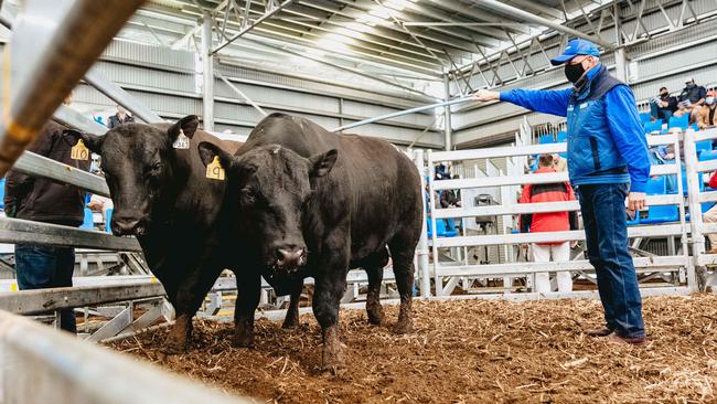 Banquet Bull SalePhoto by Chloe Smith  Photo by Chloe Smith.