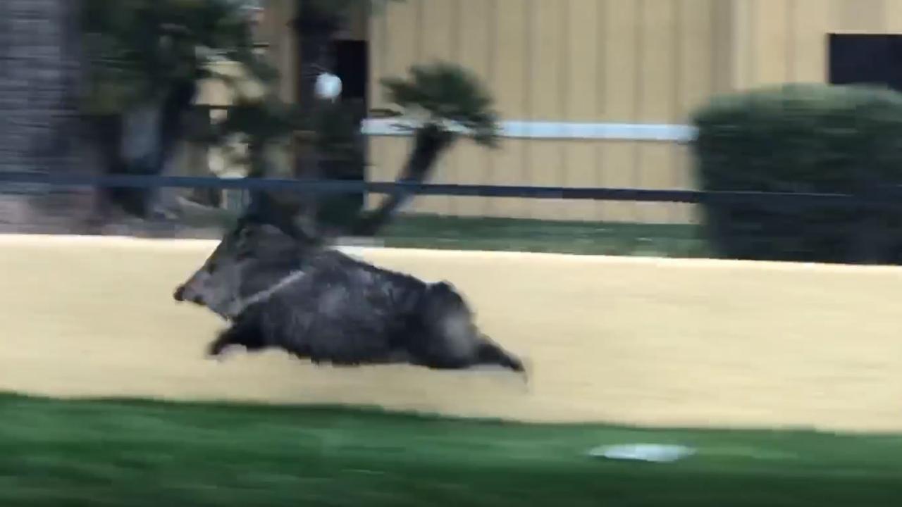 The javelina was filmed running on a street in Arizona. Picture: Viralhog