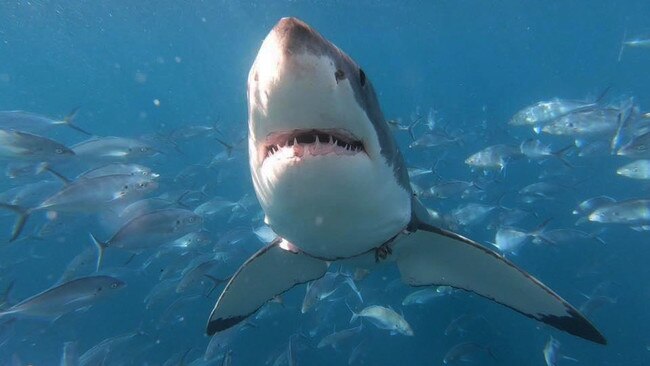 Great White Shark. Picture: Finlay Lawentz