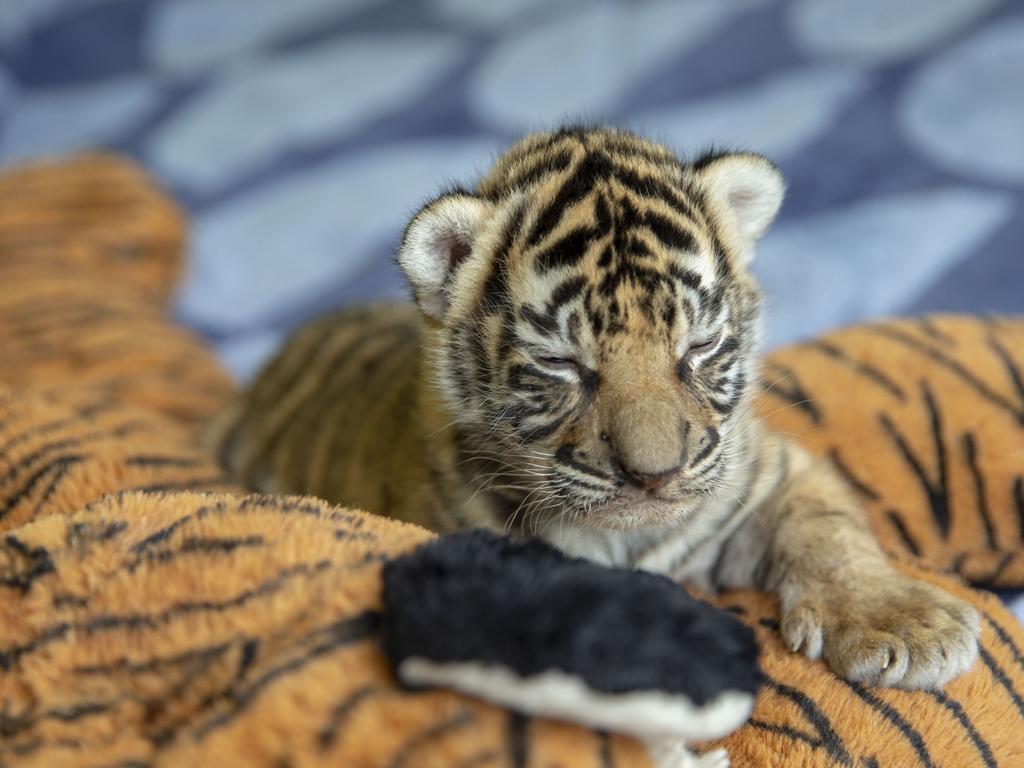 Dreamworld's two tiger cubs, born to Adira at Tiger Island. Picture: Patrick Martin-Vegue, Tiger Island Manager