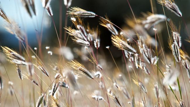 Buffel grass is used by pastoralists as feed for cattle and to mitigate against dust and erosion, but many say its high fuel load has been a contribution to wildfires in Central Australia.