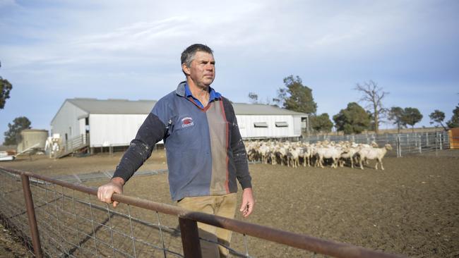 Out they go: Bert Matthews, of Hay, has decided to sell his Merino flock because of the drought. Picture: Dannika Bonser