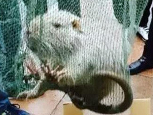 CREDIT: Australscope/CEN ONLINE USE ONLY Pic shows: the captured river rat. Chinese social media was abuzz with pictures of a "giant rat" this week after the scarily large rodent was spotted on the campus of a prestigious university.