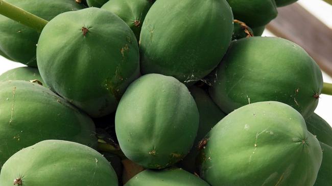 Female pawpaws produce the best fruit; one male plant can pollinate several females.