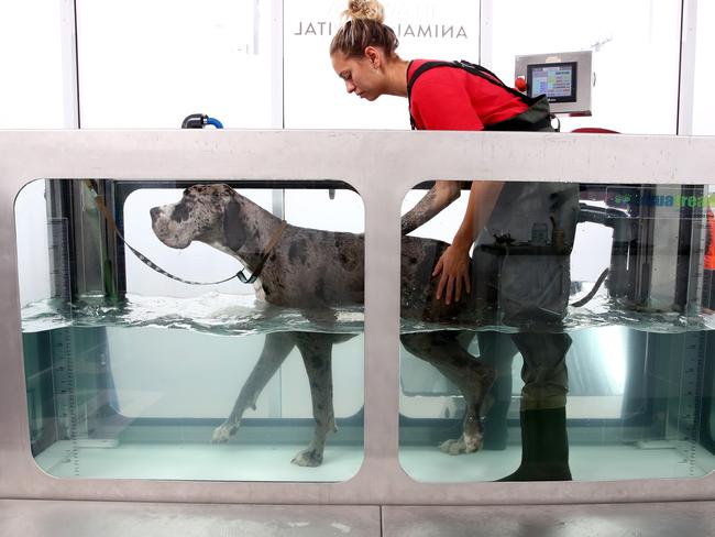 Rehab nurse Gemma Short helps Muffin the Great Dane in the hydrotherapy tank to help with inflammation of the joints. Picture: Toby Zerna