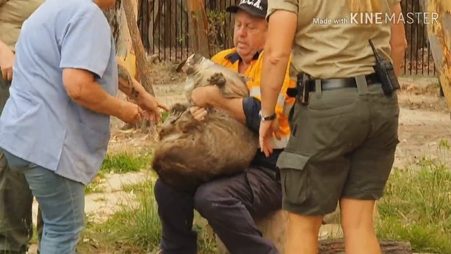 Wombat evacuation