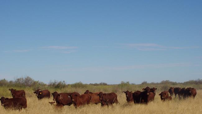 Cattle on S Kidman and Co's Durrie Station.