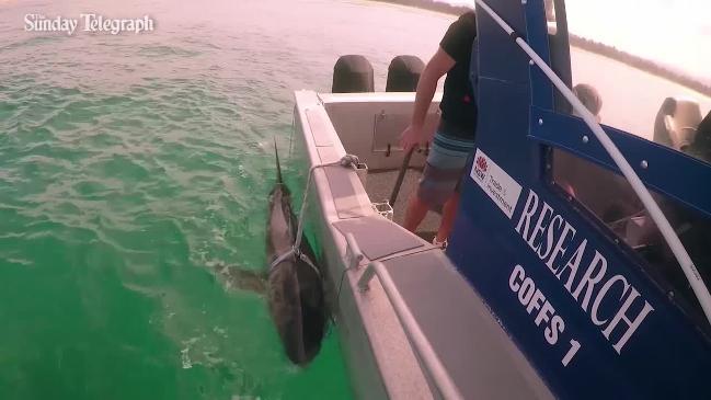 Great White Shark tag and release