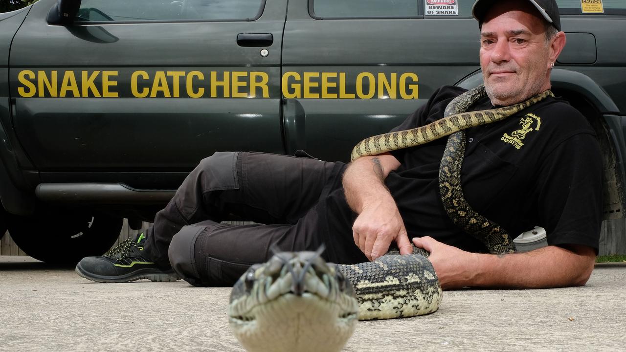 Geelong snakes slithery visitors spotted more in backyards with people