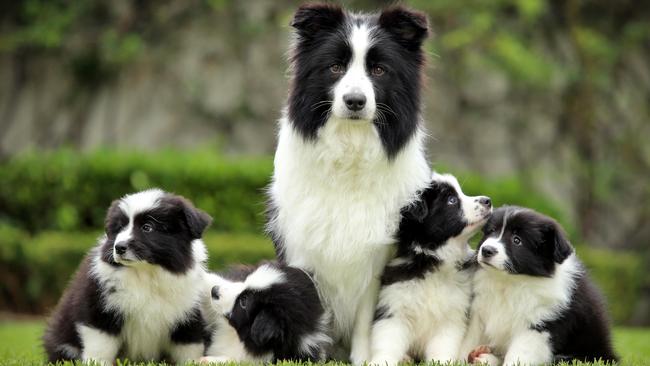 Mum Ice, show name, Grand Champion Nahrof Etched in Ice, with her border collie pups. Picture: Sam Ruttyn