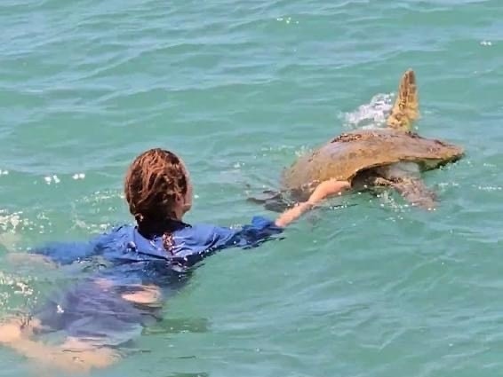 A turtle was found floating off the coast of Hervey Bay. Photo: Blue Dolphin Marine Tours